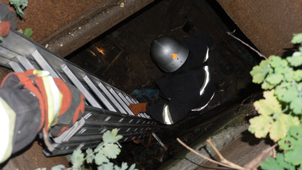 Кот упал в погреб Кот упал в погреб