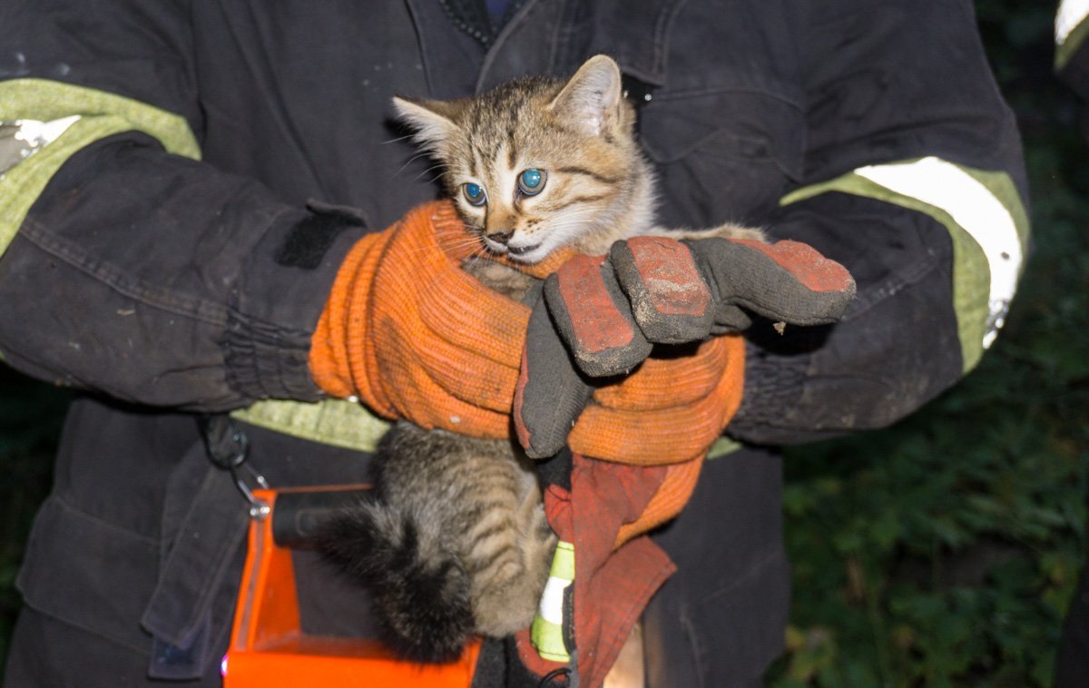 Малыша спасли Малыша спасли