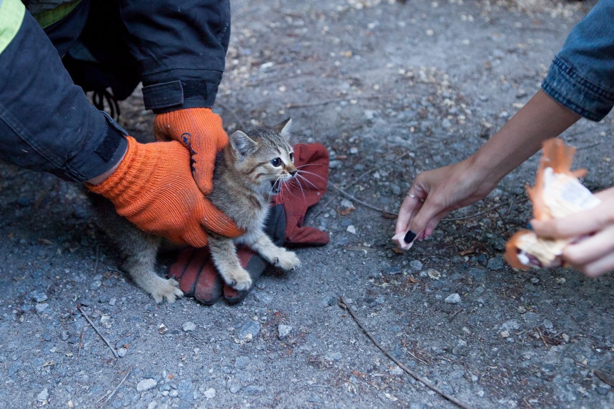 Спасеныша сразу покормили колбасой Спасеныша сразу покормили колбасой