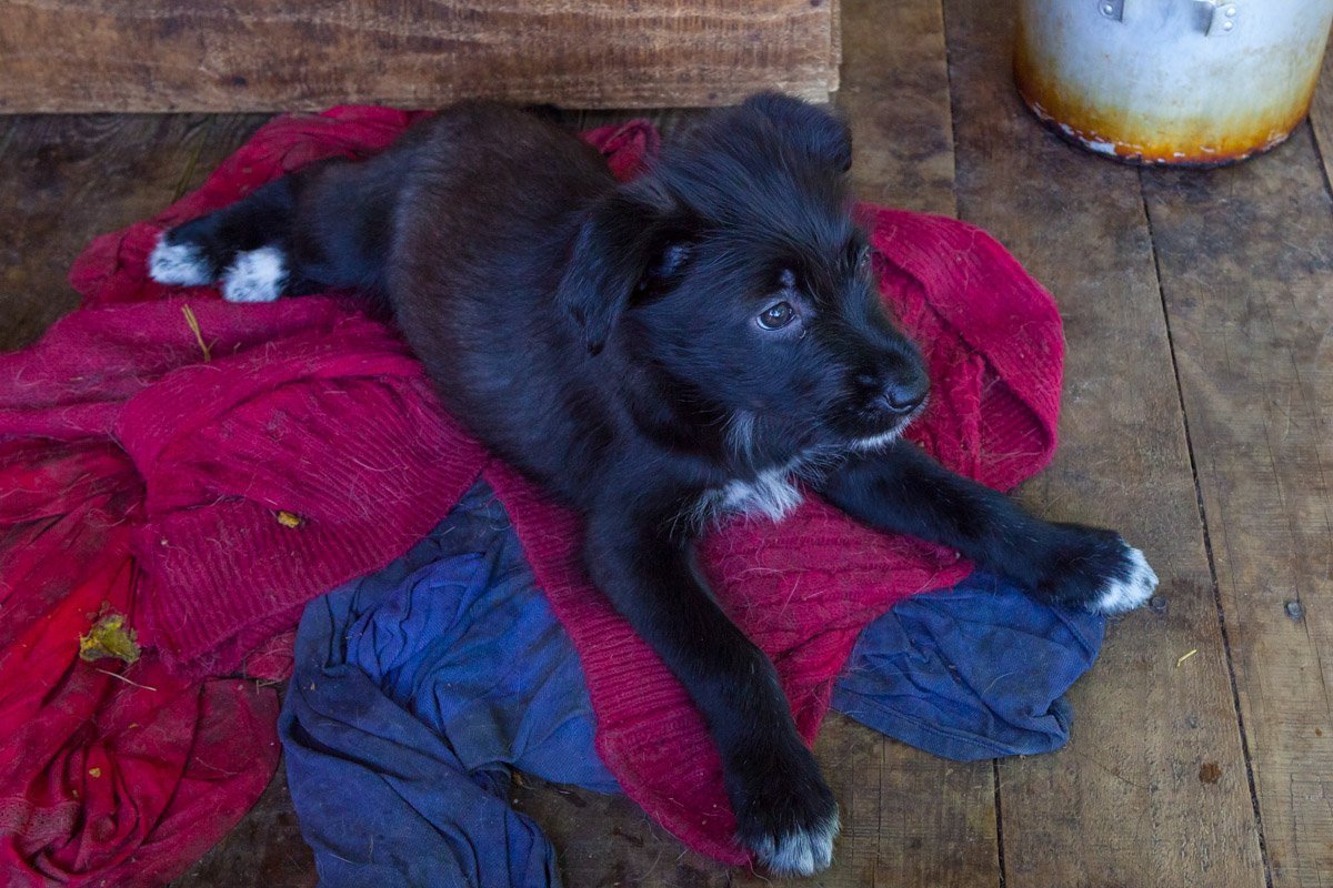 Многозначительно смотрит вдаль, ожидая своего хозяина