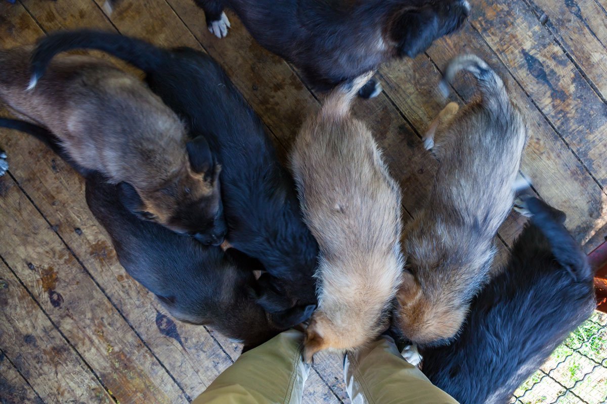 Нужно больше щенков