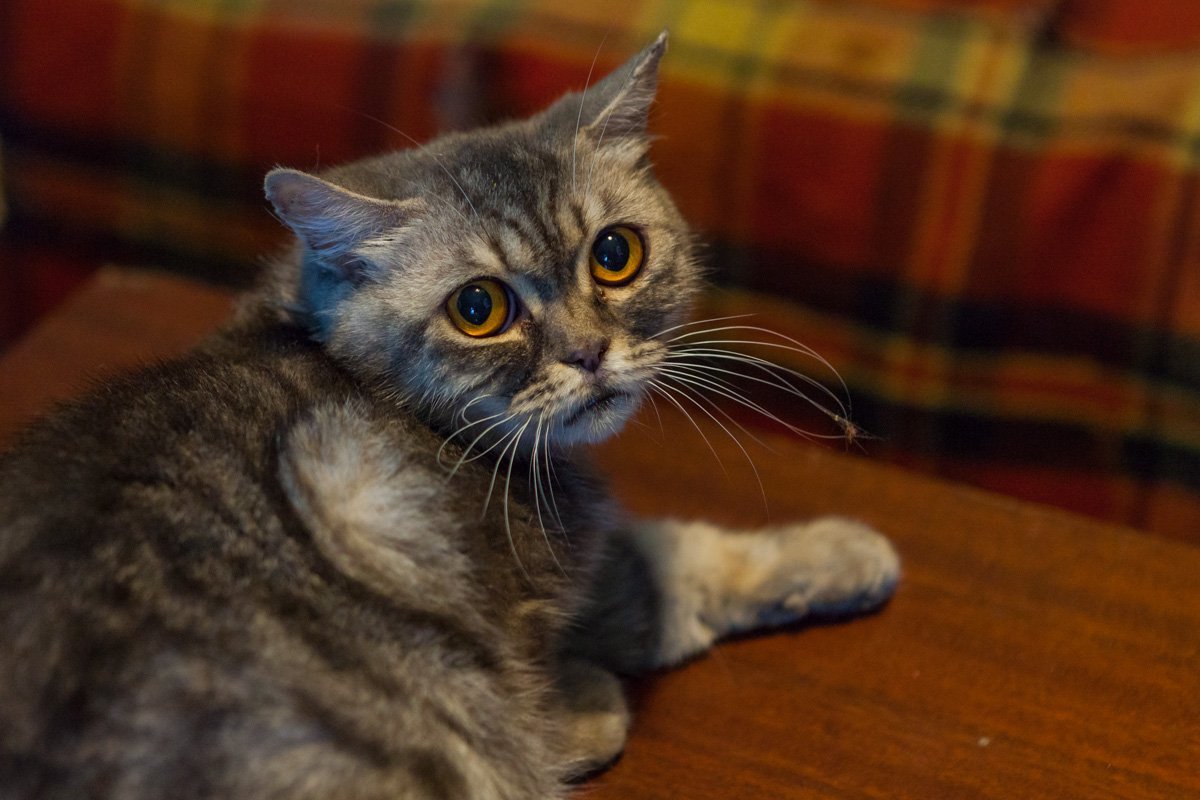 Ради таких глаз можно заехать в приют