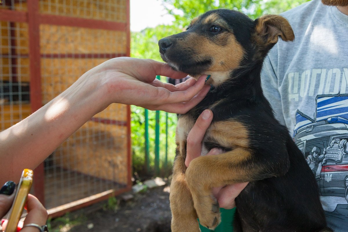 У любви 4 лапы