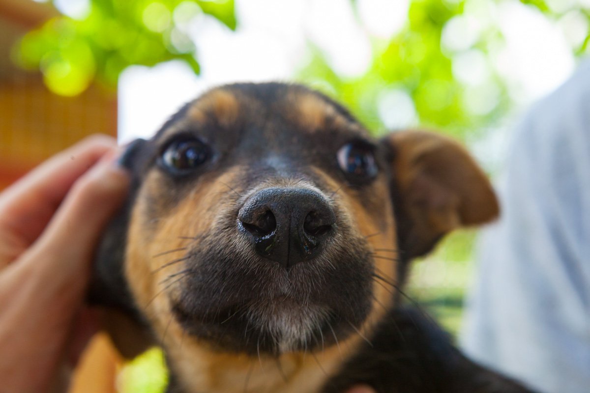 И мокрый нос