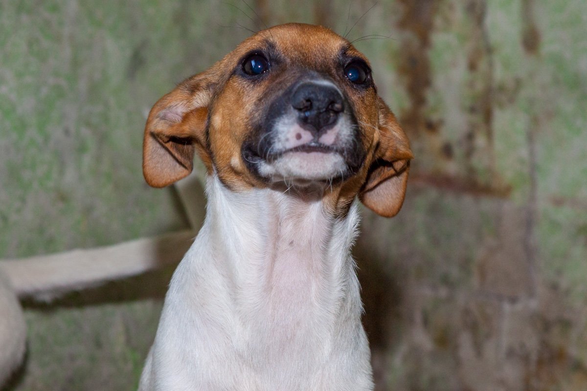 Вы когда-либо видели взгляд преданнее?