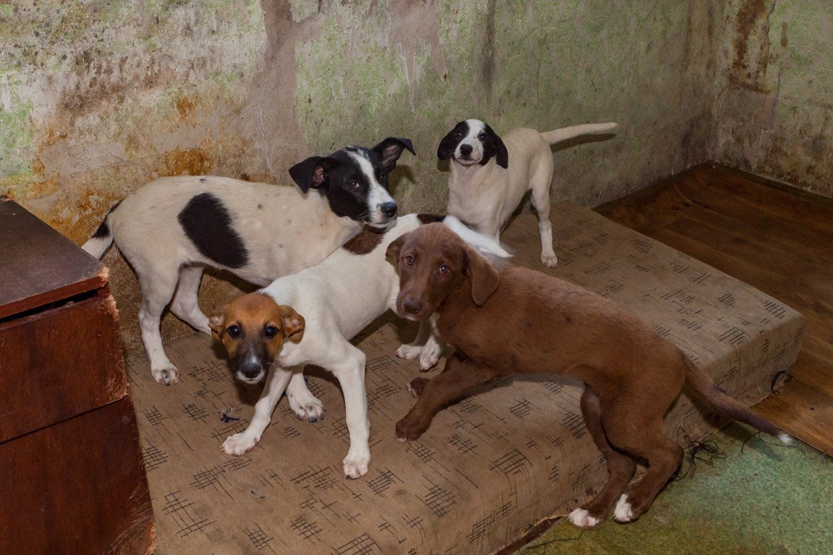 Нужно. Больше. Собак.