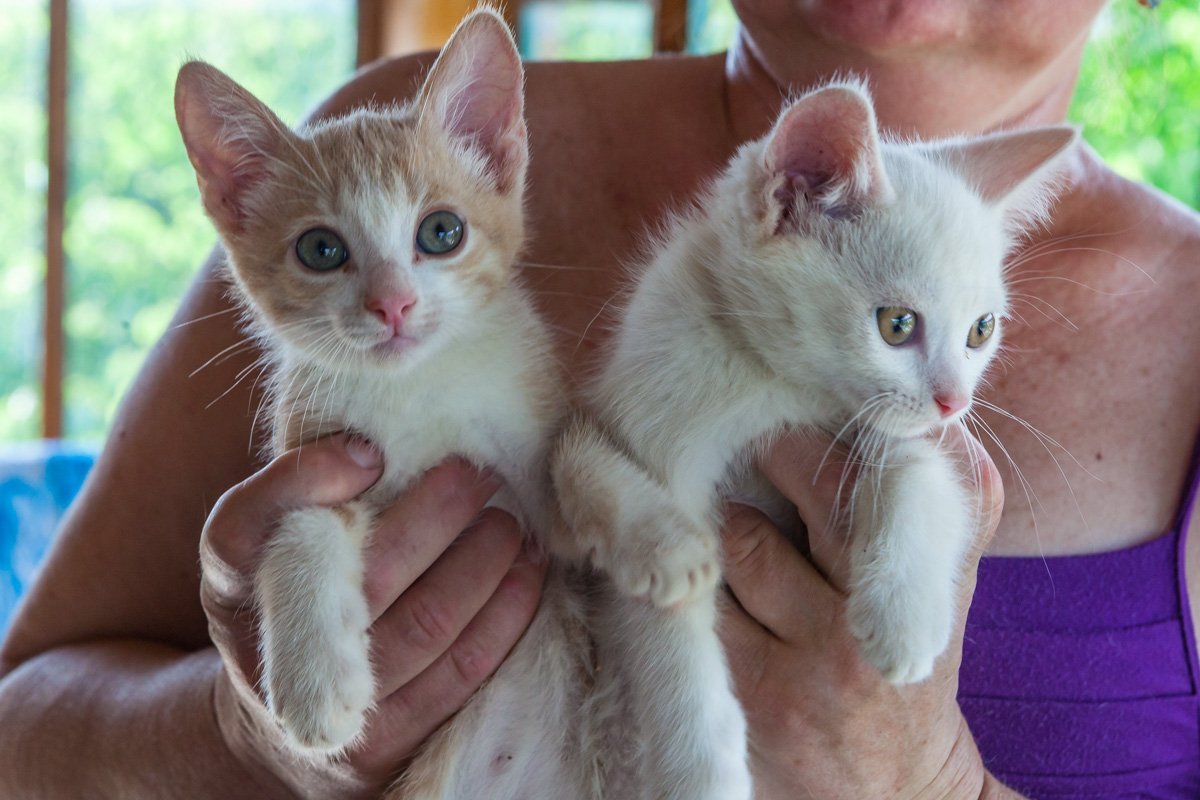 Розовые носики - это любовь