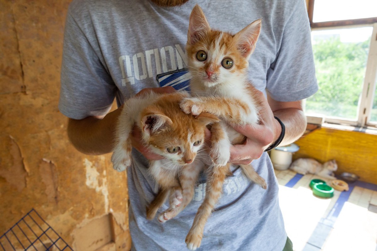 Рыжие ждут своего хозяина