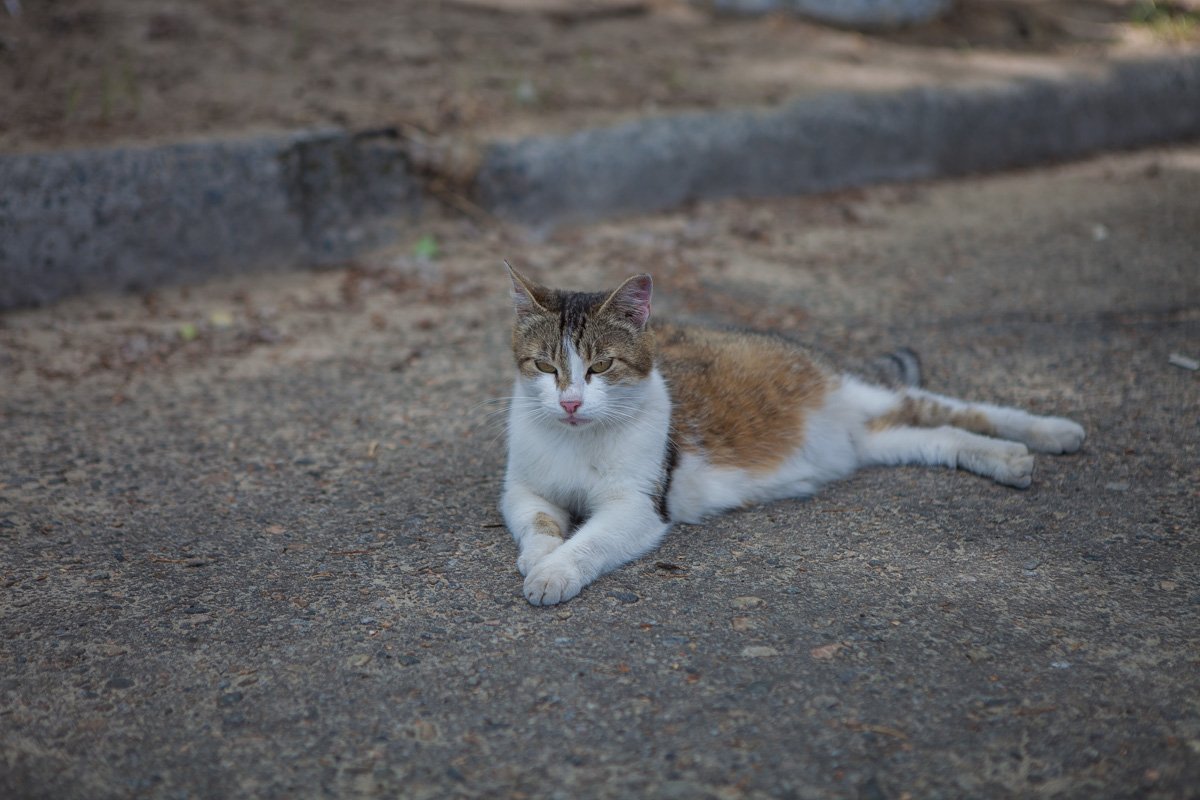 Наиболее фотогеничный житель Днепра из всех, запечатленных нами