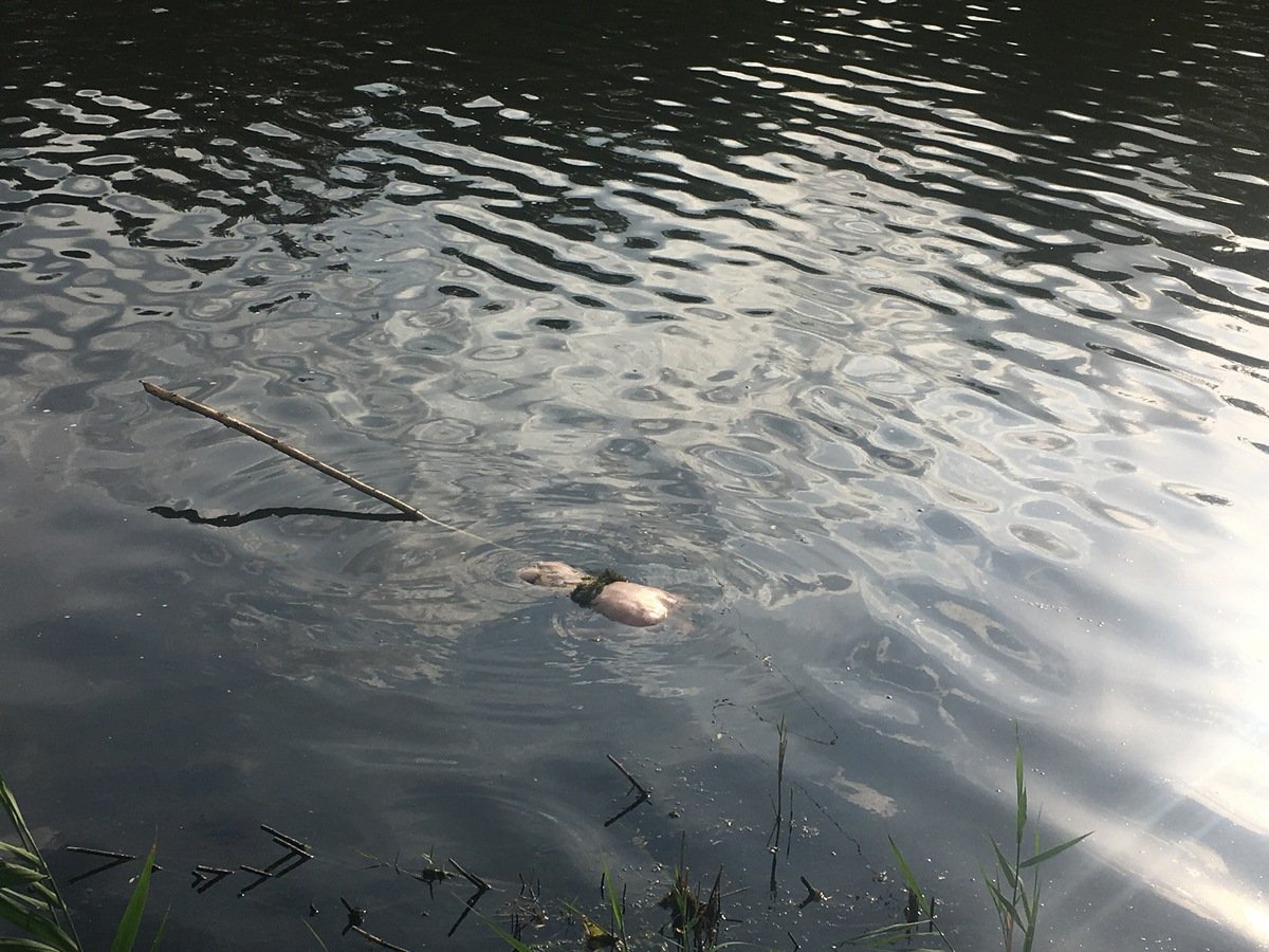 На Фрунзенском канале в воде обнаружили труп неизвестного мужчины