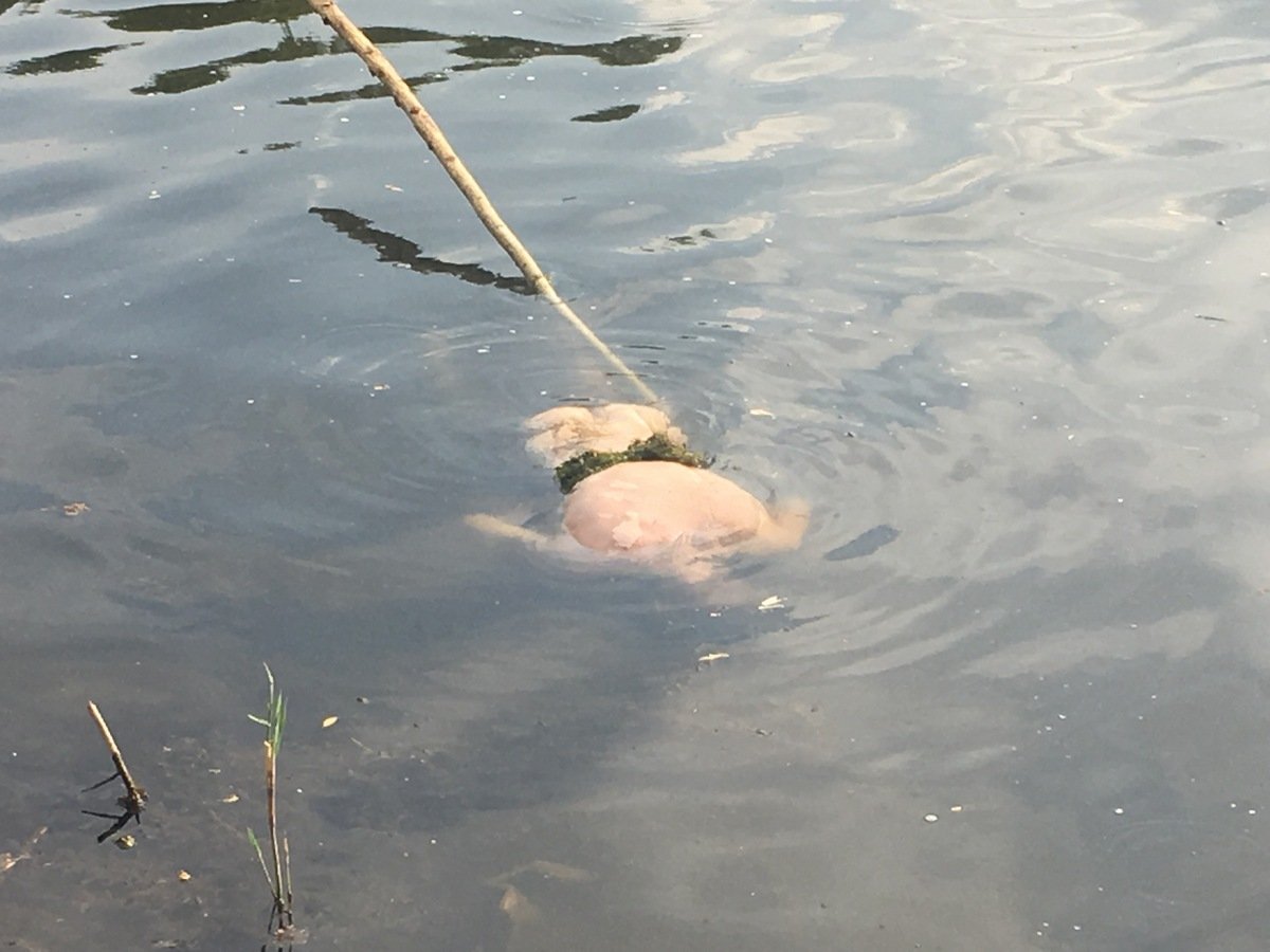 Отдыхающий зафиксировал утопленника палкой, чтобы того не утащило течением