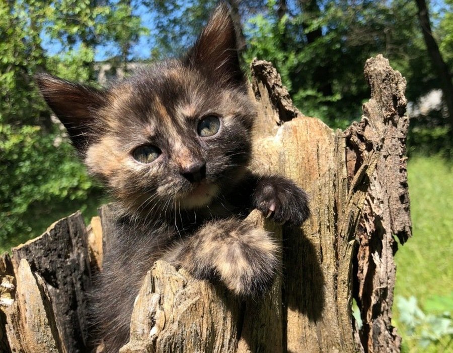 Мини-трактор с радостью будет будить вас по утрам