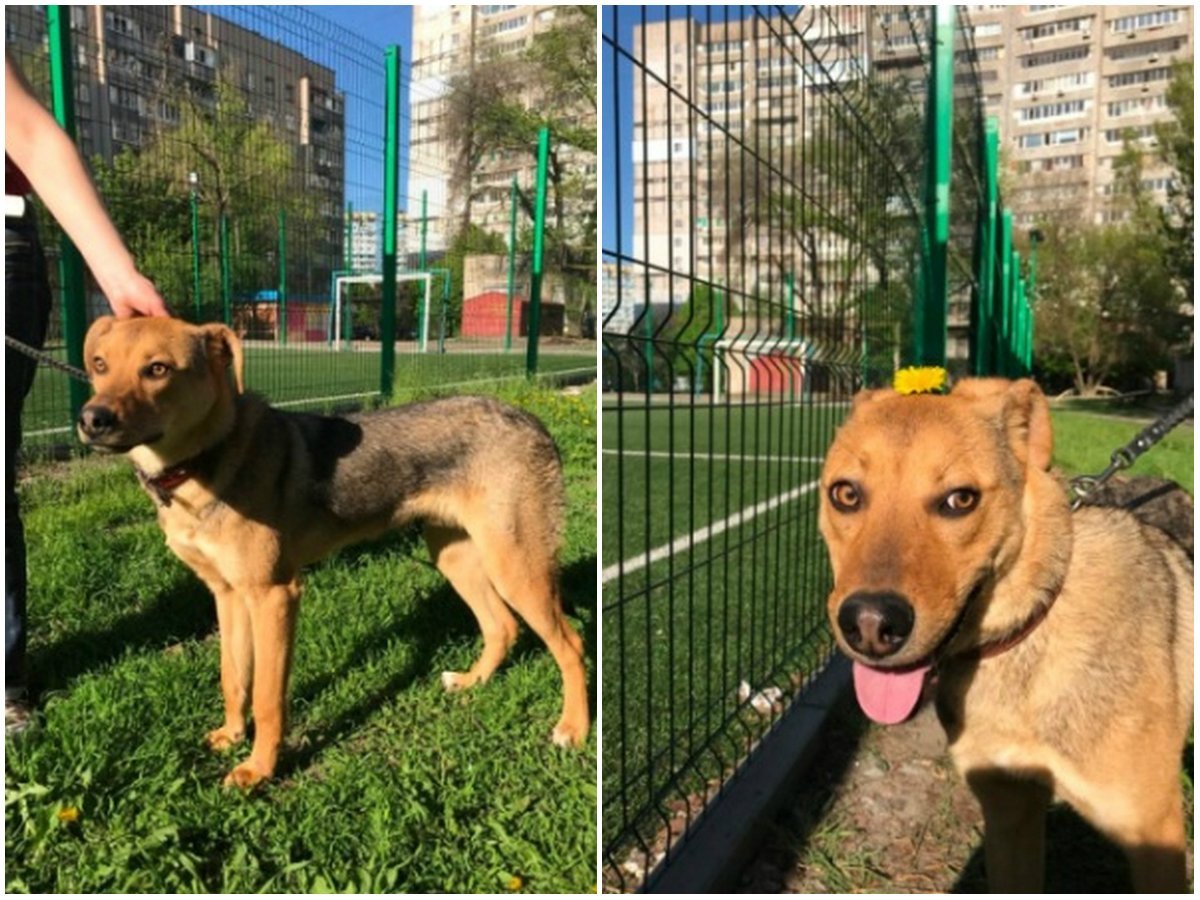 Мальчик станет отличной собакой-защищакой