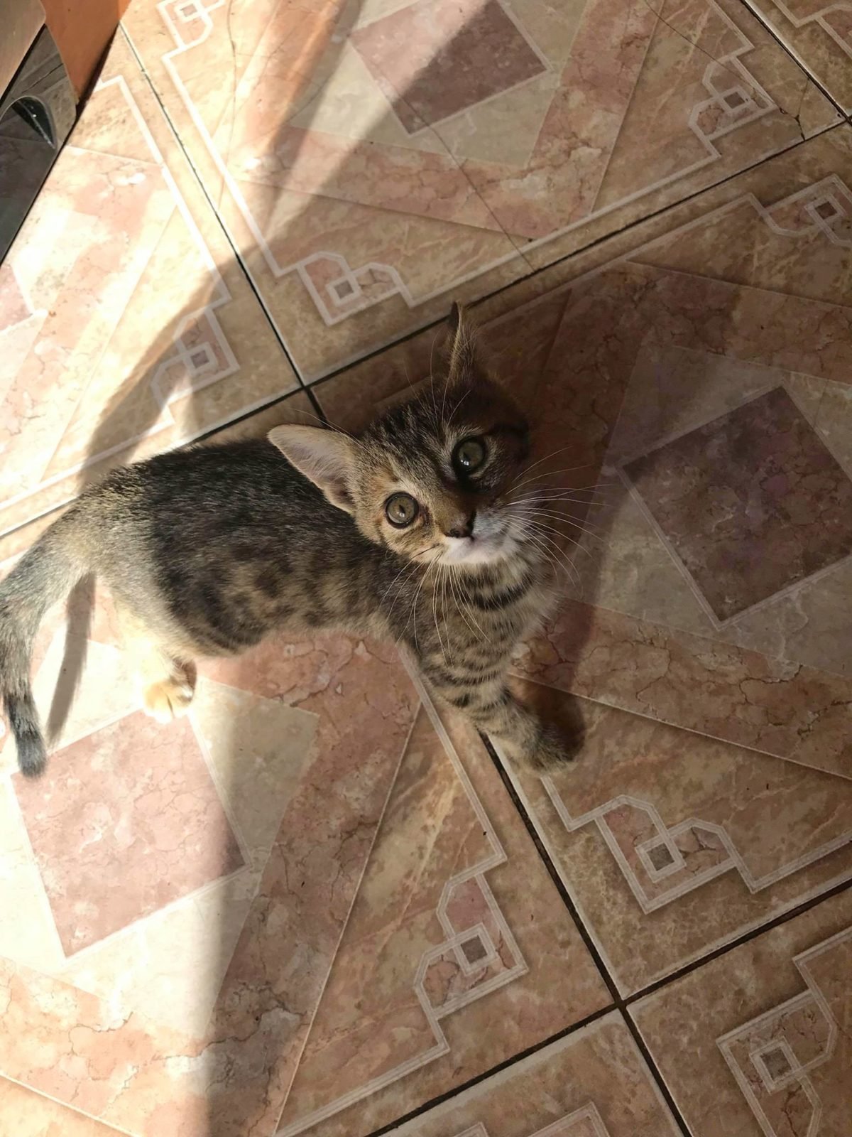 Эта девчушка достойна иметь дом