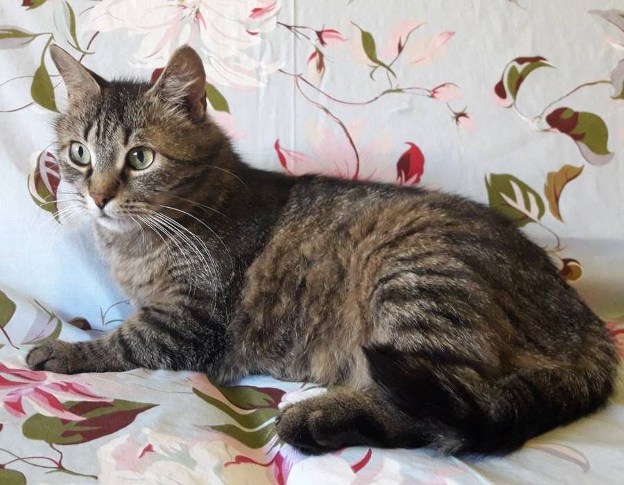 Подарите тепло и любовь: какие животные ищут дом в Днепре 4