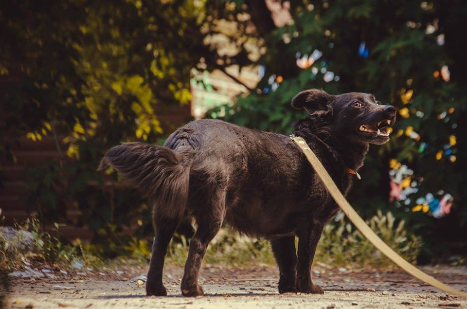 Подарите тепло и любовь: какие животные ищут дом в Днепре 5
