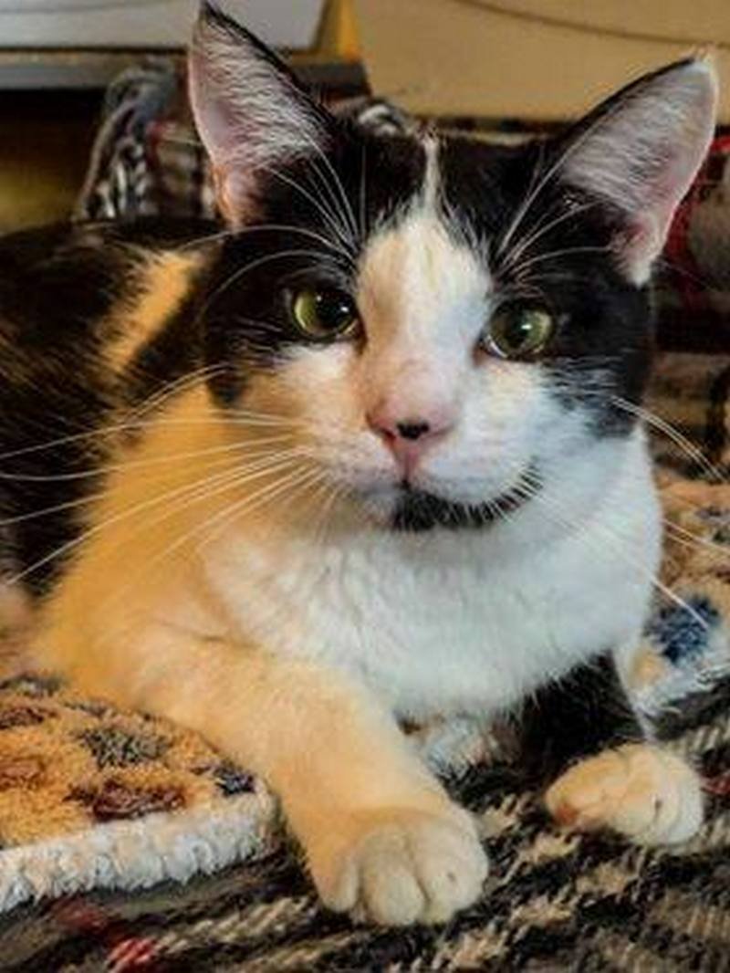 Кот Леопольд ищет самого верного друга