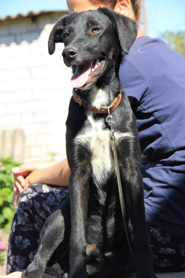 Жизнерадостный Карат ищет дом