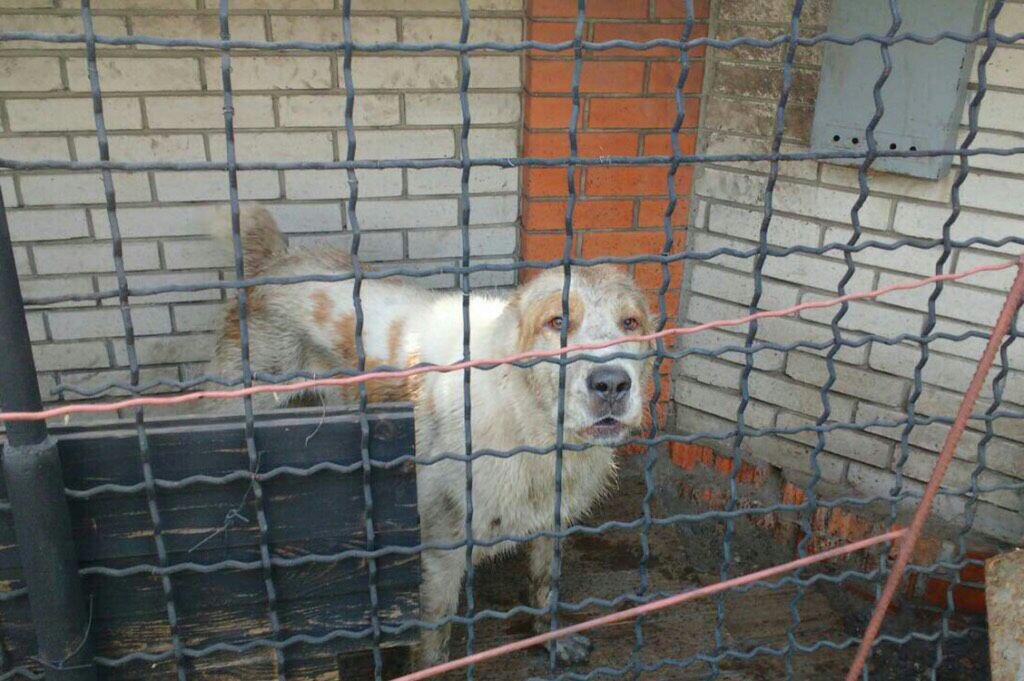 Сейчас жизни и здоровью собаки ничего не угрожает