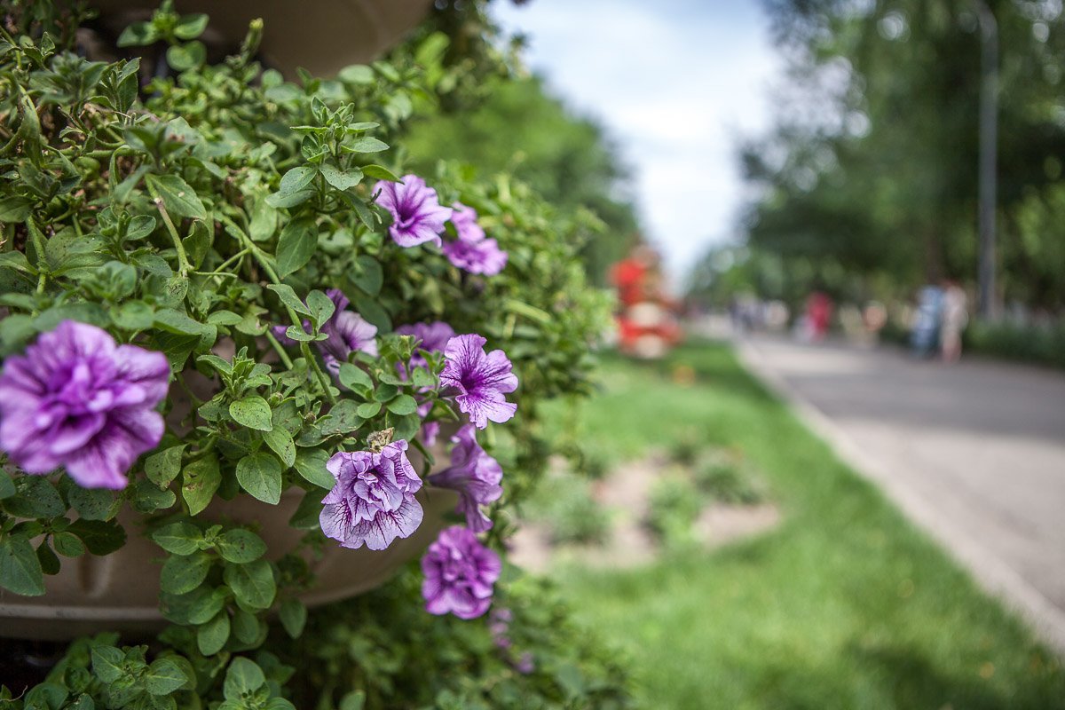 Цветы в парке действительно красивые