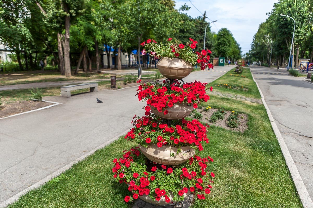 Аленькие цветочки радуют глаз