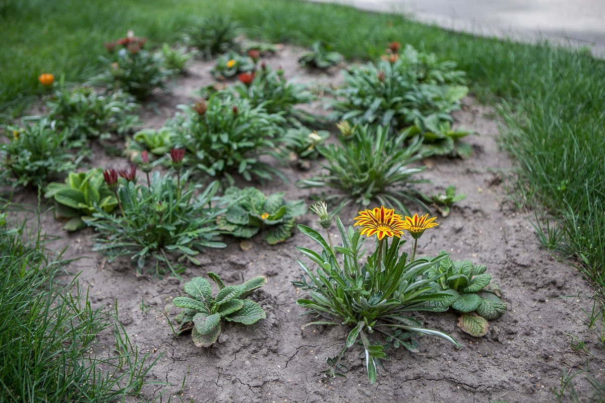 Сразу видно, что за клумбами здесь следят