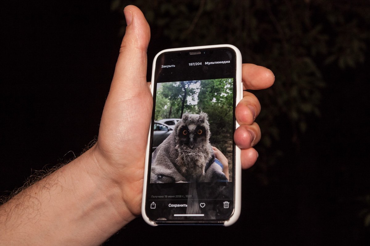 Один из детенышей сов Один из детенышей сов