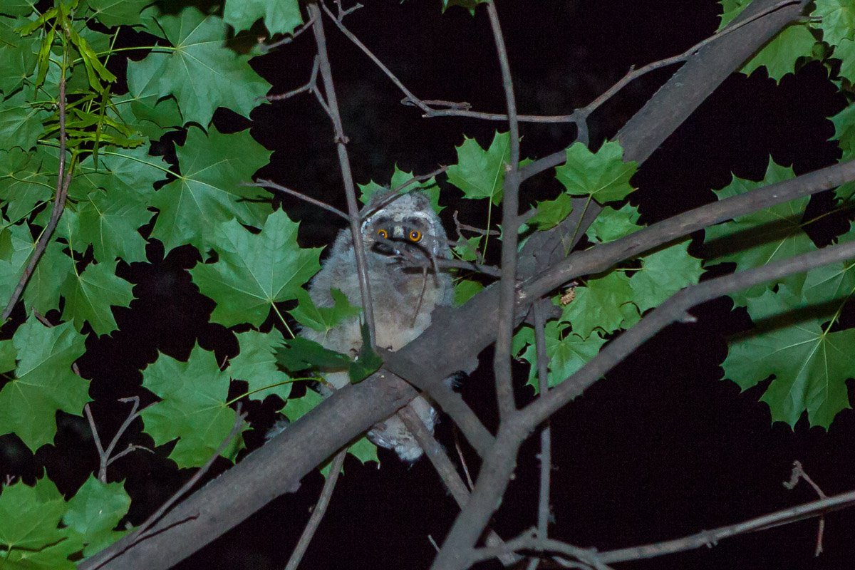 Их видно даже ноью Их видно даже ноью