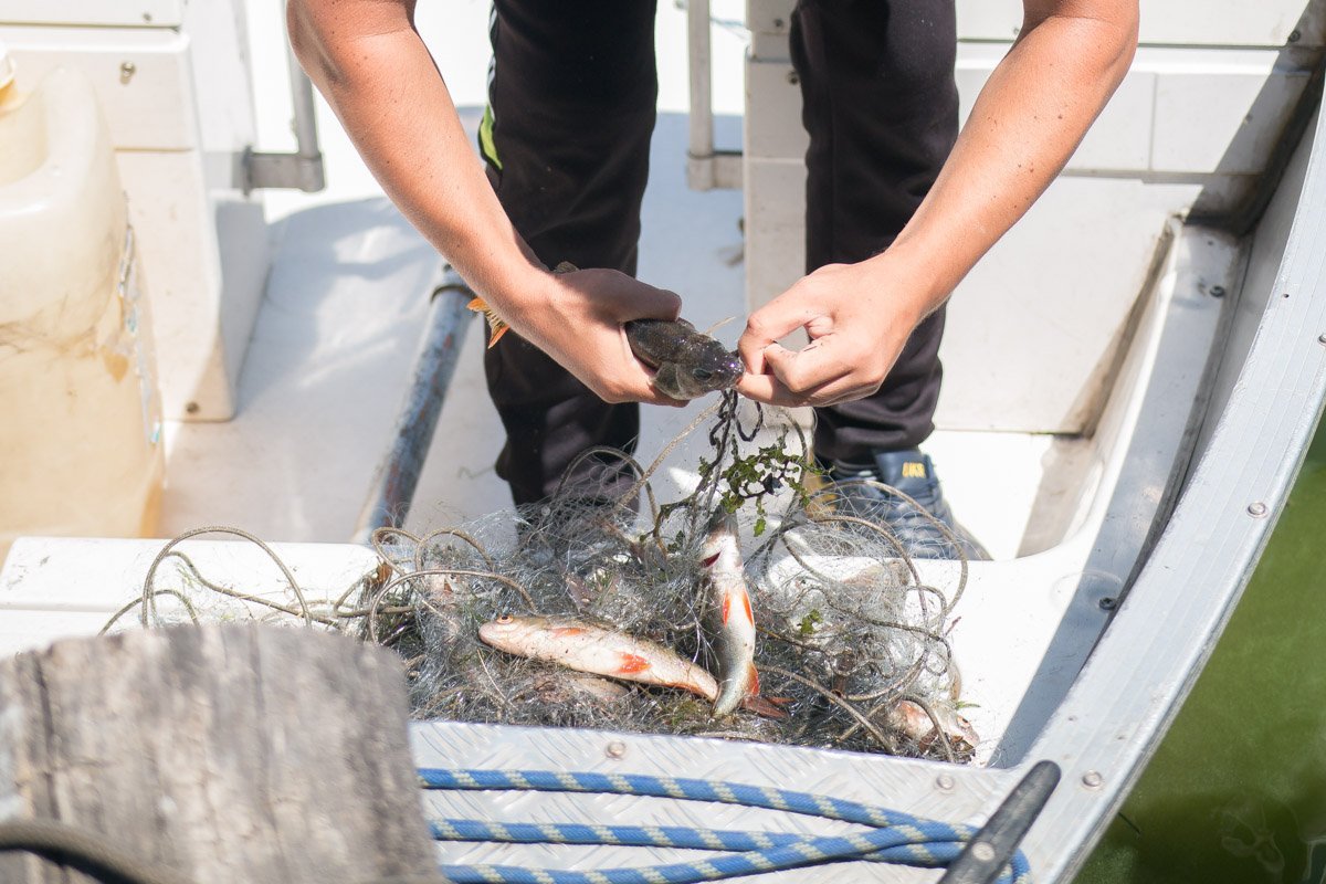 ... а выживших выпустили на волю