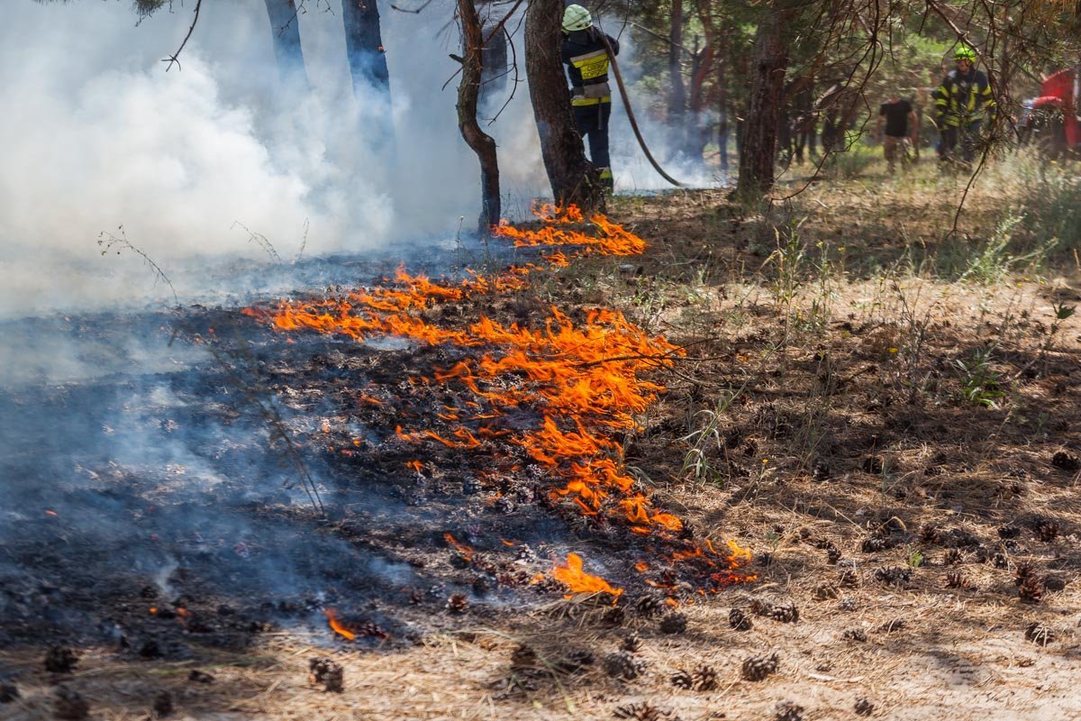 Общая площадь пожара составила около 500 м²