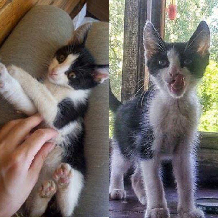 Детеныш имеет красивый симметричный окрас