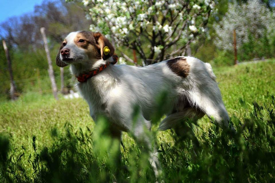 Возьмите к себе Люциуса