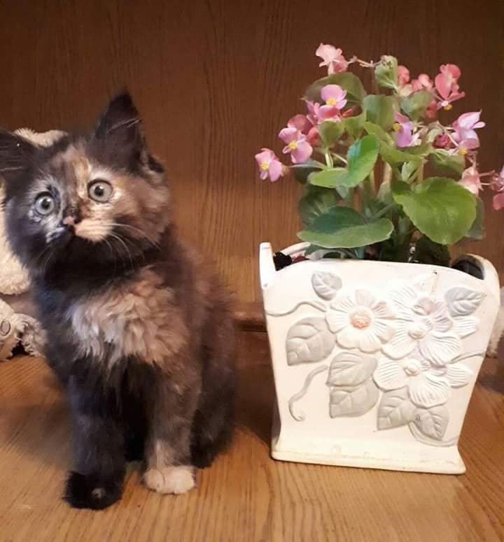 Замурчит кого угодно