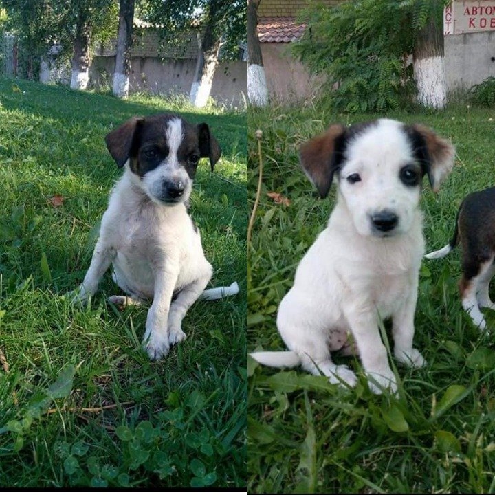 Им тоже нужен дом