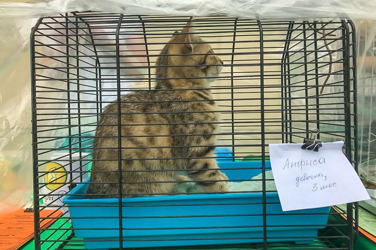 Теперь кошечка будет жить в квартире с людьми, которые будут любить ее Теперь кошечка будет жить в квартире с людьми, которые будут любить ее