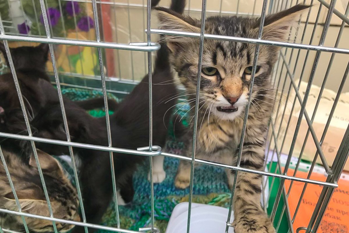 В Днепре возле «Дафи» проходит акция по "укотовлению" 4