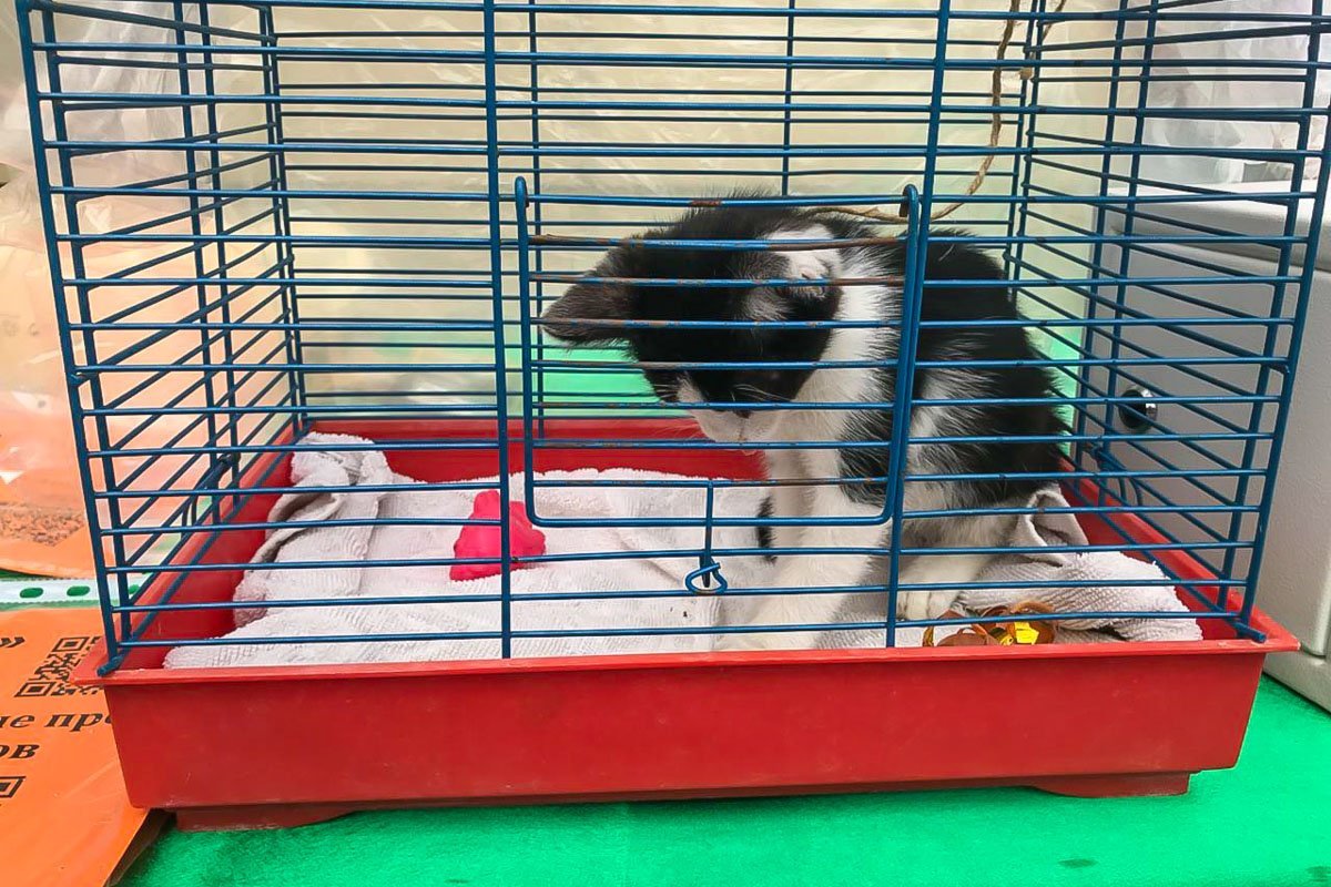 Котенок Слон - спокойный и ласковый малыш Котенок Слон - спокойный и ласковый малыш