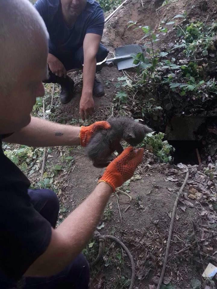 Спасатели расчистили заброшенный погреб и достали животное