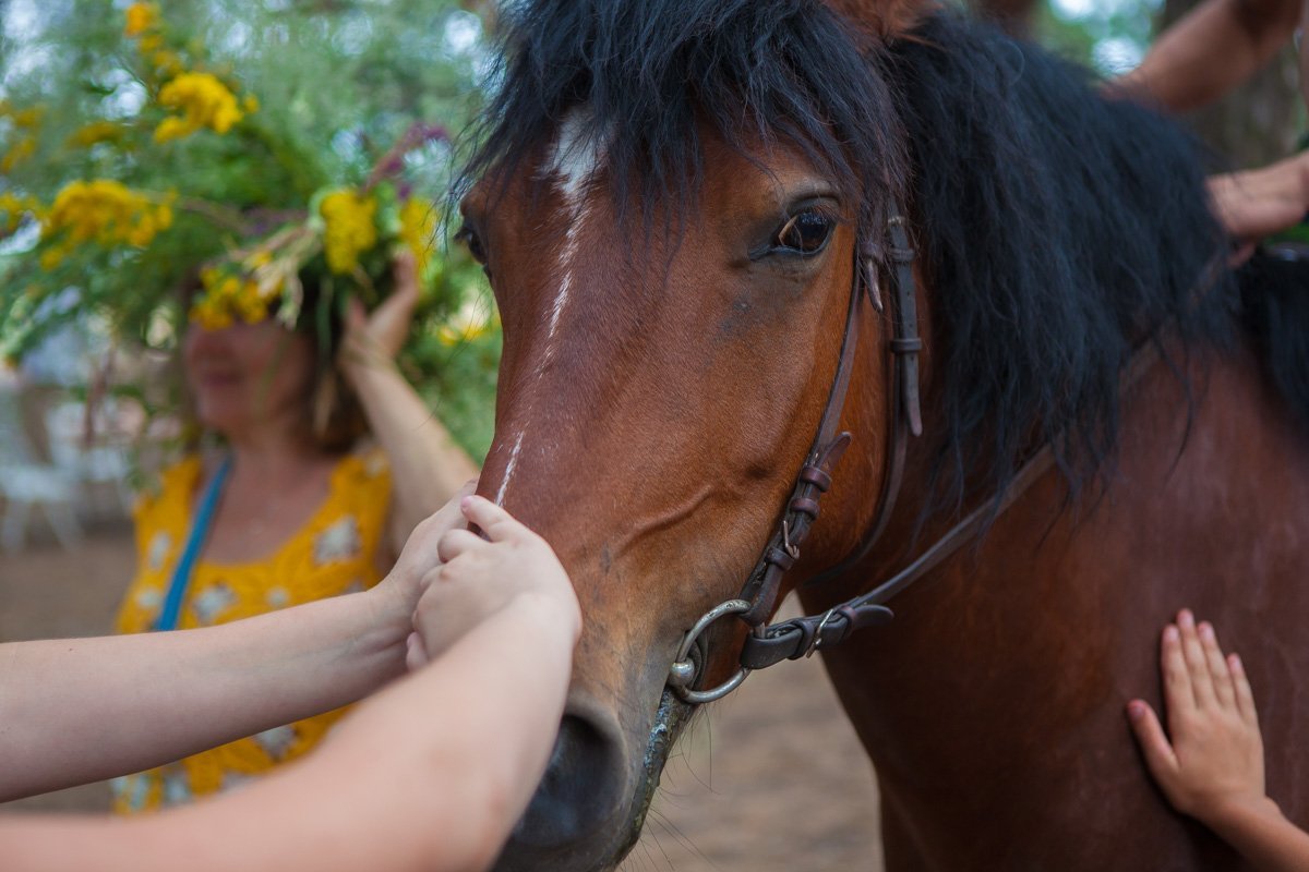 Лошадок любят все