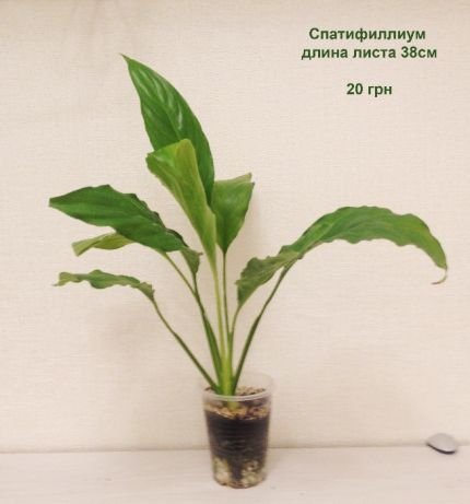 Энергетик для женщин