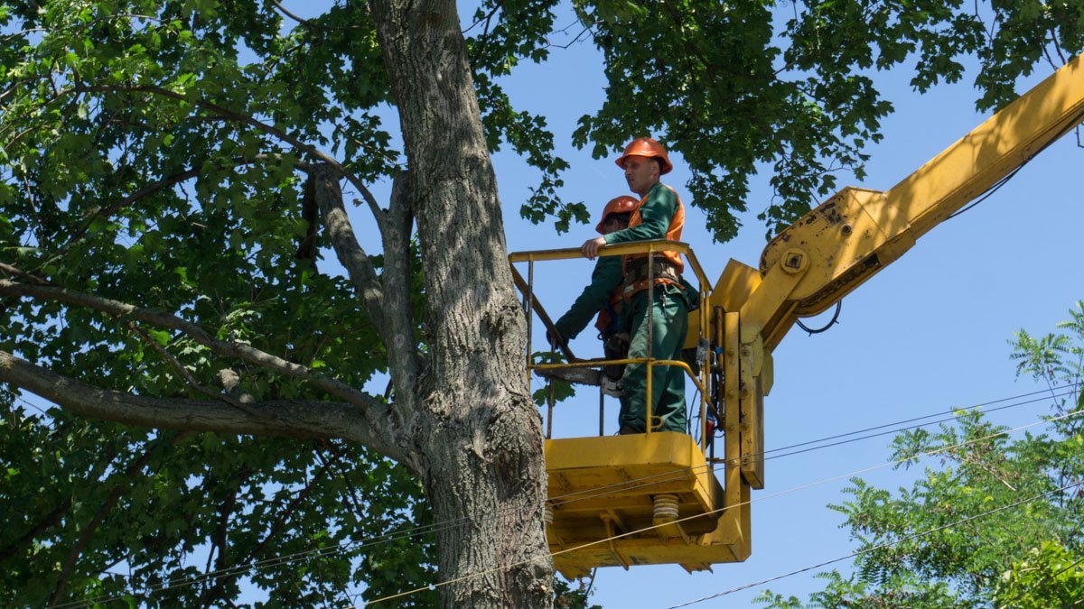 Вызвать бригаду «Зеленстроя» может каждый Вызвать бригаду «Зеленстроя» может каждый