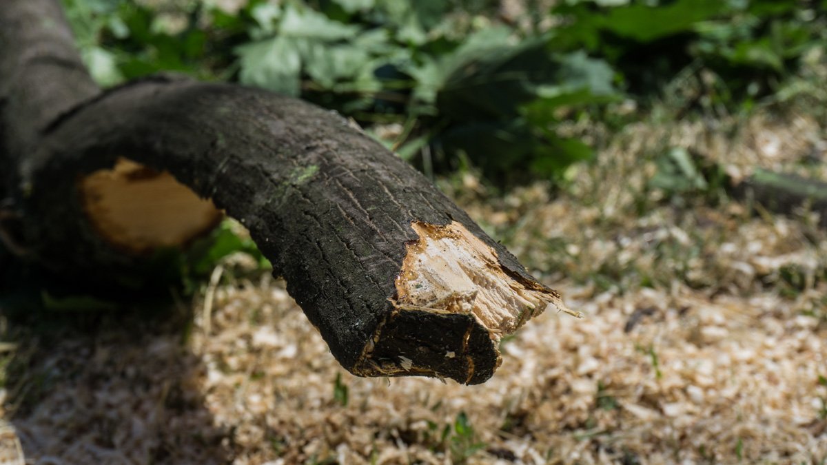 Этот дерзкий малый теперь точно не причинит никому вреда Этот дерзкий малый теперь точно не причинит никому вреда