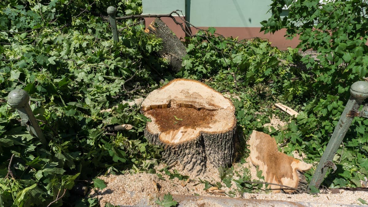 Минус одна потенциальная угроза жизни Минус одна потенциальная угроза жизни