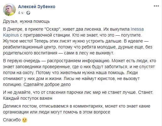 В Днепре ищут дом для двух лисят 2