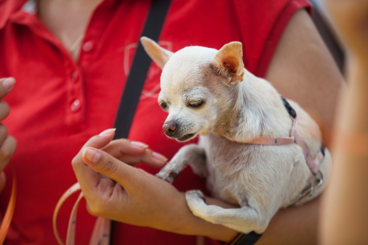 Даже Песя пришел отметить Даже Песя пришел отметить