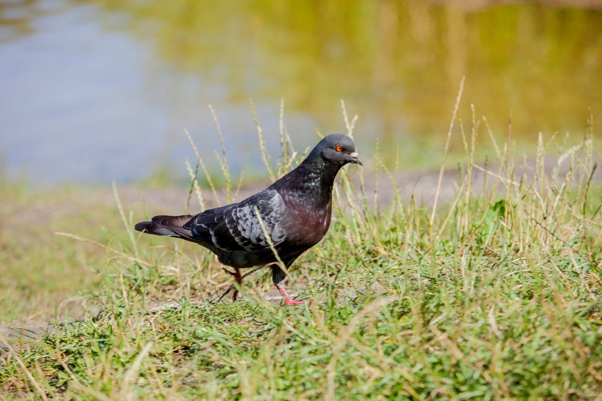 Брошенный мусор может навредить животным и птицам Брошенный мусор может навредить животным и птицам