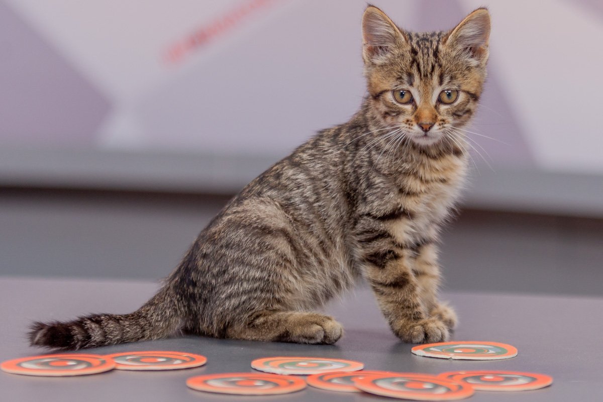 Кот по имени Захар благополучно отправляется домой Кот по имени Захар благополучно отправляется домой