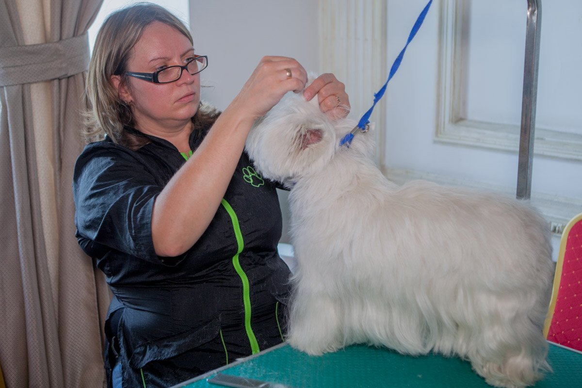 На мероприятии работал грумер На мероприятии работал грумер