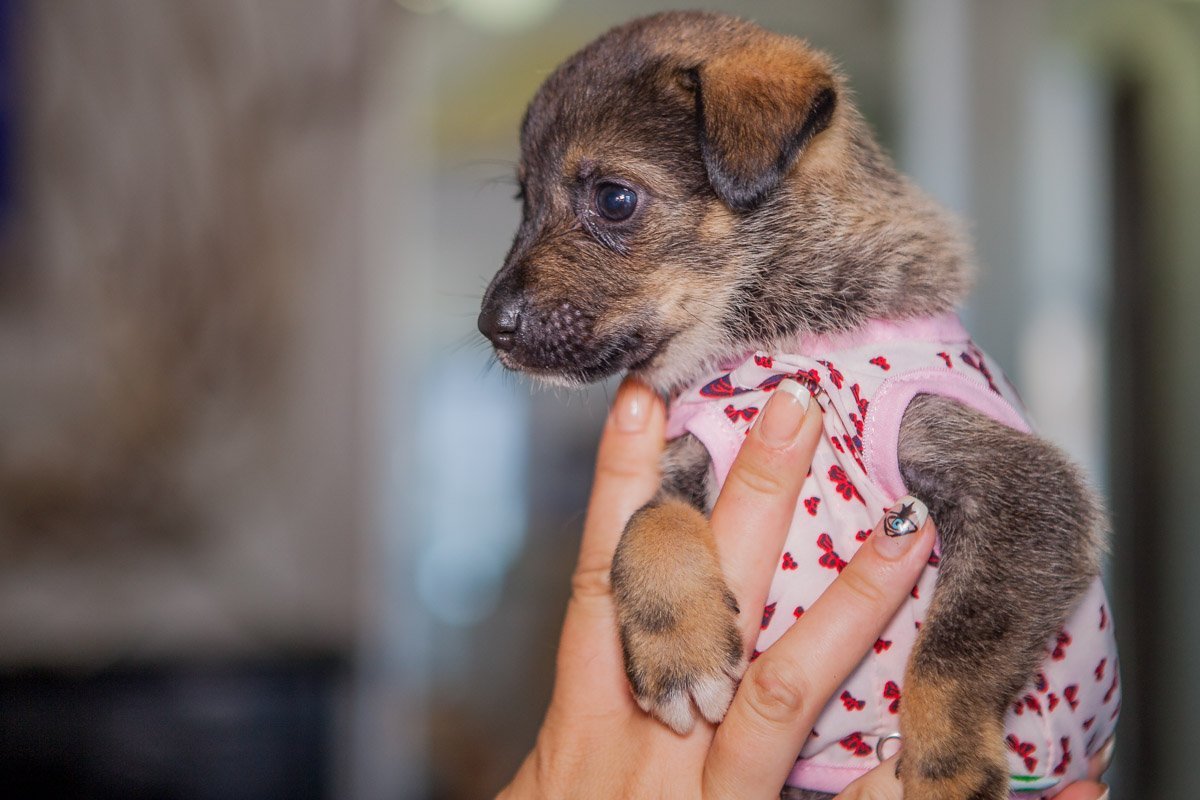 Грустненько смотрит на потенциальную семью Грустненько смотрит на потенциальную семью