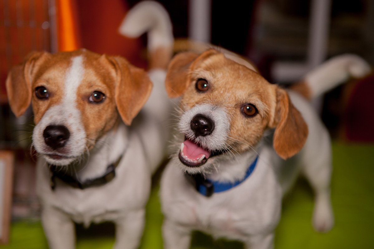 Счастье Счастье